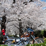 Under Cherry Blossoms