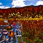 Autumn Breeze