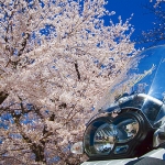 Pale Pink watching over us