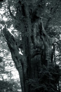 神樹の風格を備えた巨木